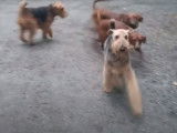 Des Redbone Coonhound et des Airedale Terrier en balade