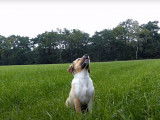 Un Pinscher Autrichien filmé en slow motion