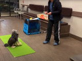Apprendre des tours à son Bichon Chien Lion
