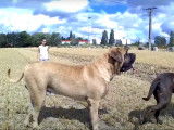 Partie de jeu à la campagne entre des Mastiff