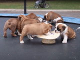 Une portée de chiots Olde English Bulldogge s'amuse