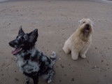 Un Mudi et un Soft Coated Wheaten Terrier jouent à la plage
