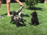 Des Mudi jouent dans le jardin