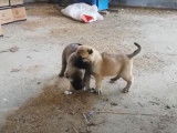 Des chiots Mastiff d'Anatolie jouent