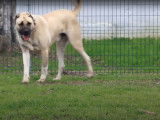 Un Mastiff d'Anatolie se détend dans un jardin