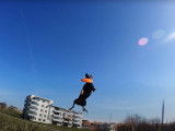 Un Manchester Terrier et son frisbee