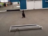 Un Manchester Terrier s'entraîne à franchir des obstacles