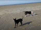 Un Manchester Terrier joue à la plage avec d'autres chiens