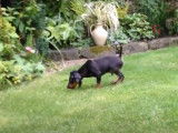 Un chiot Manchester Terrier se détend dans le jardin