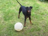 Un Manchester Terrier joue avec un ballon de football