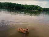 Un Norfolk Terrier se baigne dans un lac