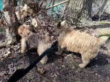 Des Norfolk Terrier, des Cairn Terrier et un Pinscher Nain