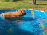Un Norfolk Terrier se rafraîchit dans une piscine