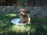 Un chiot Norfolk Terrier se détend dans le jardin