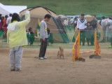 Un Norwich Terrier en compétition d'agility