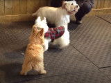 Un Norwich Terrier joue avec des Westie