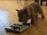 Un Norwich Terrier joue avec un puzzle pour chien