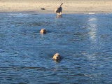 Des Otterhound nagent ensemble
