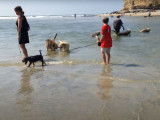 Une meute de Otterhound à la plage Partie 2