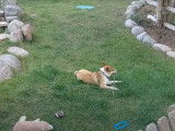 Un Lundehund bien occupé avec son bâton