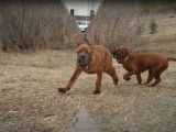 Deux Korean Mastiff en train de jouer comme des petits fous