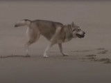 Un Inuit du Nord joue à la plage