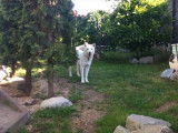 Un Jindo Coréen joue avec son maître dans le jardin