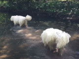 Petite baignade pour un couple de Komondor