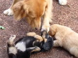 Une mère Hovawart joue avec ses chiots