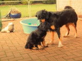 Un chiot Hovawart joue dans le jardin avec un adulte