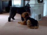Un Kerry Blue Terrier joue avec un Airedale Terrier