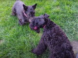 Un Kerry Blue Terrier et un Scottie se disputent un jouet