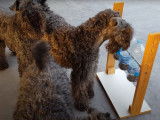 Des Kerry Blue Terrier face à un distributeur de croquettes
