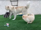Un Pomsky et un Husky Sibérien jouent ensemble