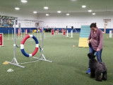 Un Kerry Blue Terrier s'exerce sur un parcours d'agility