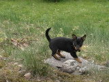 Un chiot Lancashire Heeler découvre le jardin