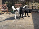 Un jeune Landseer joue avec un autre chien