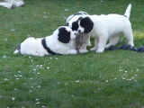Des chiots Landseer jouent dans le jardin