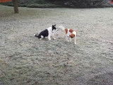 Un Kooikerhondje et un Border Collie font les fous