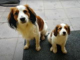 Des Kooikerhondje en famille