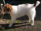 Un chiot Kooikerhondje furète dans le jardin