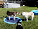 Des Husky Sibérien et un autre chien se rafraîchissent