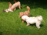 Une famille de Labradoodle joue dans le jardin