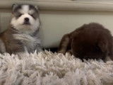 Des chiots Pomsky qui s'amusent sur un tapis