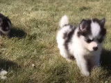 Moment de détente pour des chiots Pomsky