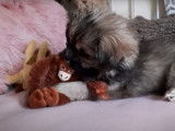Un chiot Epagneul Tibétain avec son singe en peluche