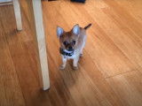 Un chiot Pomchi bienheureux