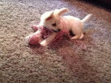 Un Pomchi joue comme un petit fou