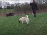 Un Buhund Norvégien au travail d'obéissance