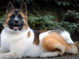 Un magnifique Akita Américain au travail d'obéissance canine